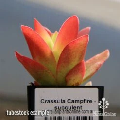 Garden Care Shop -Garden Care Shop apo crassula campfire tubestock close