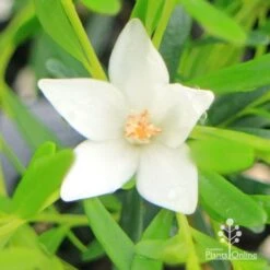 Crowea White Star - Waxflower 15 Crowea White Star - Waxflower -Garden Care Shop apo crowea white star flower close