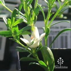Crowea White Star - Waxflower 13 Crowea White Star - Waxflower -Garden Care Shop apo crowea white star flower 1