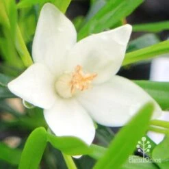 Crowea White Star - Waxflower 12 Crowea White Star - Waxflower -Garden Care Shop apo crowea white star flower 1 1