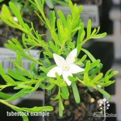 Crowea White Star - Waxflower 16 Crowea White Star - Waxflower -Garden Care Shop apo crowea white star tubestock