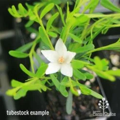 Crowea White Star - Waxflower 17 Crowea White Star - Waxflower -Garden Care Shop apo crowea white star tubestock2