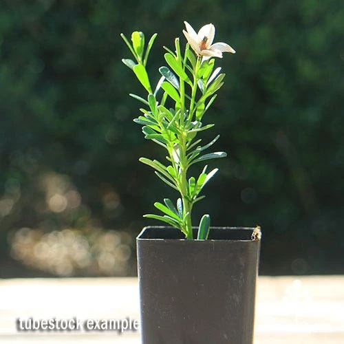 Crowea White Star - Waxflower 4 Crowea White Star - Waxflower - Image 2