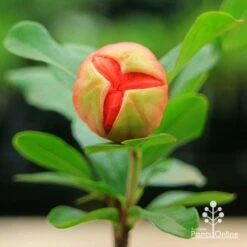 Pomegranate Double Orange -Garden Care Shop apo double pomegranate bud