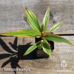 Cordyline Fruticosa Early Morning Diamond -Garden Care Shop apo early morning diamond tubestock top