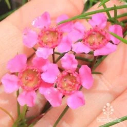 Chamelaucium Free Spirit - Waxflower 19 Chamelaucium Free Spirit - Waxflower -Garden Care Shop apo free spirit flower closeup