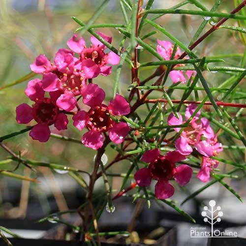 Chamelaucium Free Spirit - Waxflower 8 Chamelaucium Free Spirit - Waxflower - Image 6