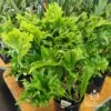 Microsorum Green Flame Fern 1 Microsorum Green Flame Fern -Garden Care Shop apo green flame fern
