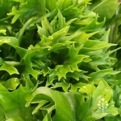 Microsorum Green Flame Fern -Garden Care Shop apo green flame fern leaftips