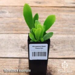 Microsorum Green Flame Fern -Garden Care Shop apo green flame fern tubestock