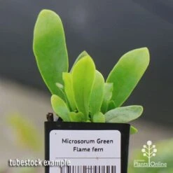 Microsorum Green Flame Fern -Garden Care Shop apo green flame fern tubestock2