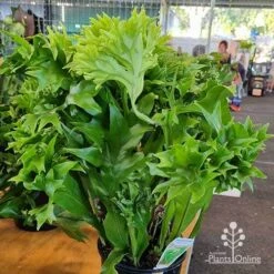 Microsorum Green Flame Fern -Garden Care Shop apo green flame microsorum