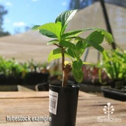 Hydrangea Ayesha -Garden Care Shop apo hydrangea ayesha tubestock