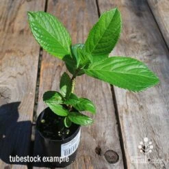 Hydrangea Jogasaki - Fireworks Hydrangea 12 Hydrangea Jogasaki - Fireworks Hydrangea -Garden Care Shop apo hydrangea fireworks tubestock