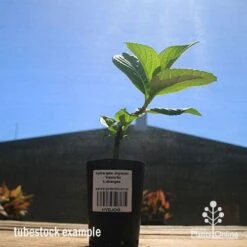 Hydrangea Jogasaki - Fireworks Hydrangea 14 Hydrangea Jogasaki - Fireworks Hydrangea -Garden Care Shop apo hydrangea fireworks tubestock2