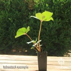 Hellebore Ice Breaker Max - Winter Rose 9 Hellebore Ice Breaker Max - Winter Rose -Garden Care Shop apo icebreaker max hellebore tubestock