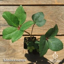 Hellebore Ice Breaker Max - Winter Rose 8 Hellebore Ice Breaker Max - Winter Rose -Garden Care Shop apo icebreaker max hellebore tubestock top