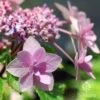 Hydrangea Jogasaki - Fireworks Hydrangea -Garden Care Shop apo jogasaki fireworks floret