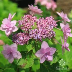 Hydrangea Jogasaki - Fireworks Hydrangea 13 Hydrangea Jogasaki - Fireworks Hydrangea -Garden Care Shop apo jogasaki fireworks hydrangea