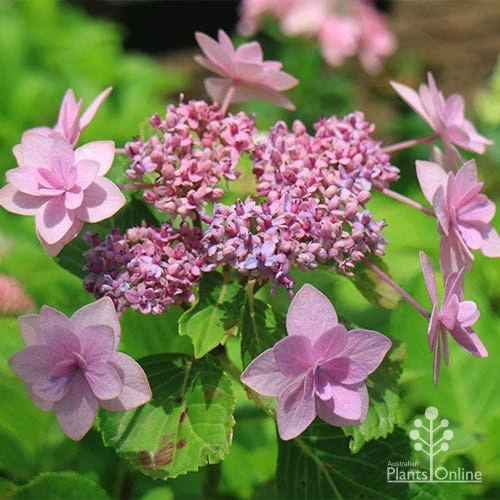 Hydrangea Jogasaki - Fireworks Hydrangea 6 Hydrangea Jogasaki - Fireworks Hydrangea - Image 4