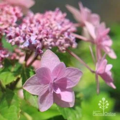 Hydrangea Jogasaki - Fireworks Hydrangea 15 Hydrangea Jogasaki - Fireworks Hydrangea -Garden Care Shop apo jogasaki hydrangea floret