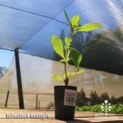 Hydrangea Jogasaki - Fireworks Hydrangea 17 Hydrangea Jogasaki - Fireworks Hydrangea -Garden Care Shop apo jogasaki tubestock