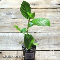 Hydrangea Jogasaki - Fireworks Hydrangea 16 Hydrangea Jogasaki - Fireworks Hydrangea -Garden Care Shop apo jogasaki tubestock top