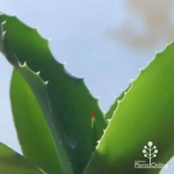 Mangave Falling Waters - Succulent -Garden Care Shop apo mangave falling waters teeth