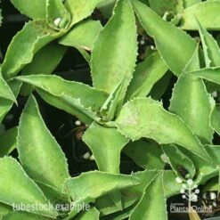 Mangave Falling Waters - Succulent -Garden Care Shop apo mangave falling waters tubestock