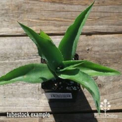 Mangave Falling Waters - Succulent -Garden Care Shop apo mangave falling waters tubestock top