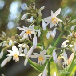 Matapouri Bay - Arthropodium -Garden Care Shop apo matapouri bay flowers close