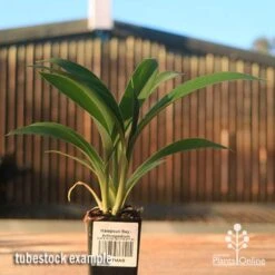 Matapouri Bay - Arthropodium -Garden Care Shop apo matapouri bay rock lily tubestock