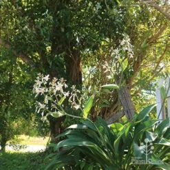 Matapouri Bay - Arthropodium -Garden Care Shop apo matapouri bay woodland