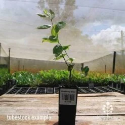 Blueberry Misty -Garden Care Shop apo misty tubestock side