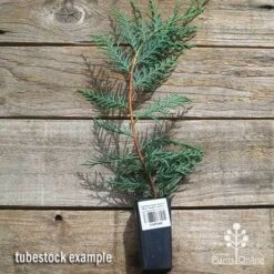Cupressocyparis Naylors Blue - Leyland Cypress -Garden Care Shop apo naylors blue cypress tubestock