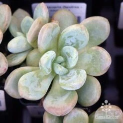 Graptoveria Opalina - Succulent -Garden Care Shop apo opalina