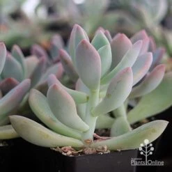 Graptoveria Opalina - Succulent -Garden Care Shop apo opalina colour shade