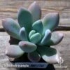 Graptoveria Opalina - Succulent -Garden Care Shop apo opalina tubestock top 1