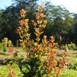 Syzygium Orange Twist - Lilly Pilly 13 Syzygium Orange Twist - Lilly Pilly -Garden Care Shop apo orange twist nursery