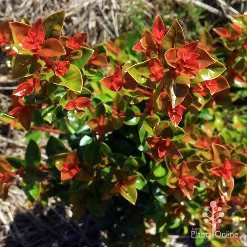 Syzygium Orange Twist - Lilly Pilly 4 Syzygium Orange Twist - Lilly Pilly - Image 2
