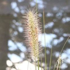 Pennisetum Alopecuroides - Swamp Fountain Grass 23 Pennisetum Alopecuroides - Swamp Fountain Grass -Garden Care Shop apo pennisetum alopec awn 2