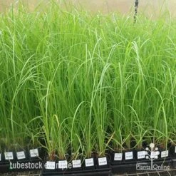 Pennisetum Alopecuroides - Swamp Fountain Grass 18 Pennisetum Alopecuroides - Swamp Fountain Grass -Garden Care Shop apo pennisetum alopecuroides large