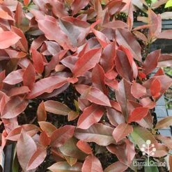 Photinia Black Jack 27 Photinia Black Jack -Garden Care Shop apo photinia black jack