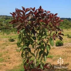 Photinia Black Jack 22 Photinia Black Jack -Garden Care Shop apo photinia black jack bush