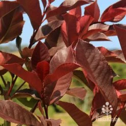 Photinia Black Jack 24 Photinia Black Jack -Garden Care Shop apo photinia black jack colour