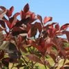 Photinia Black Jack -Garden Care Shop apo photinia black jack foliage