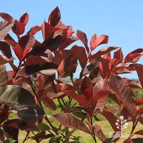 Photinia Black Jack 3 Photinia Black Jack