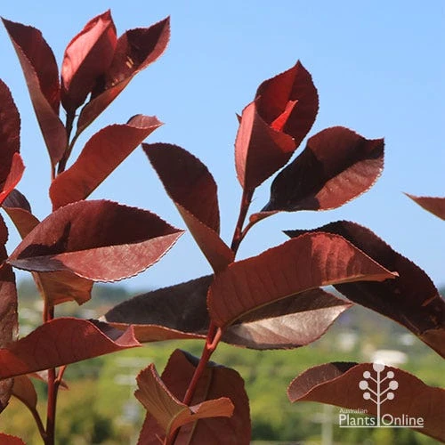 Photinia Black Jack 4 Photinia Black Jack - Image 2