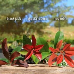 Photinia Black Jack 20 Photinia Black Jack -Garden Care Shop apo photinia trio compare 2