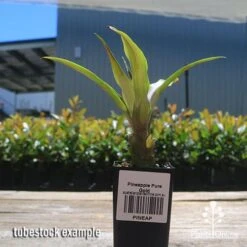 Pineapple Pure Gold -Garden Care Shop apo pineapple tubestock nursery